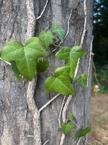 common ivy