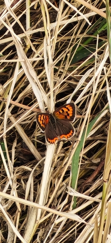 Small Copper