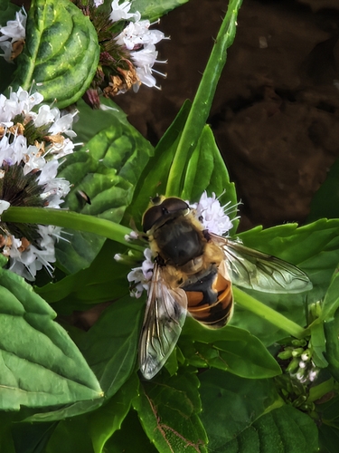 Common Drone Fly