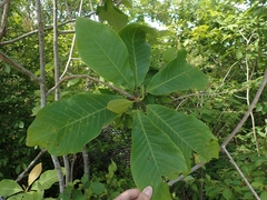 Magnolia obovata
