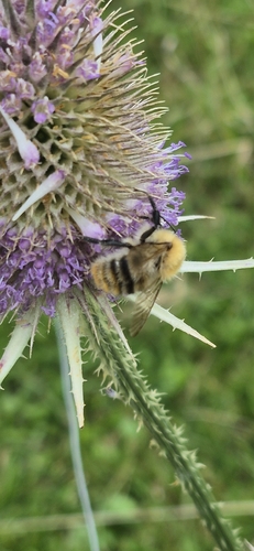 Common Carder Bumble Bee