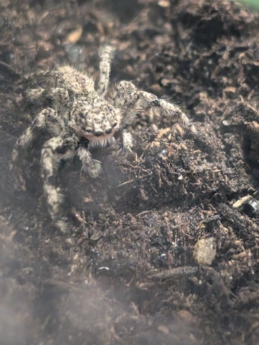Tan Jumping Spider