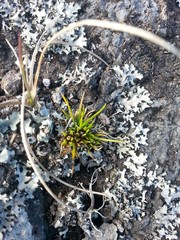 Colobanthus strictus