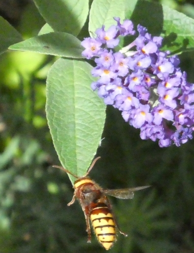 European Hornet