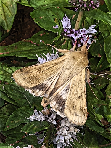 Cotton Bollworm Moth