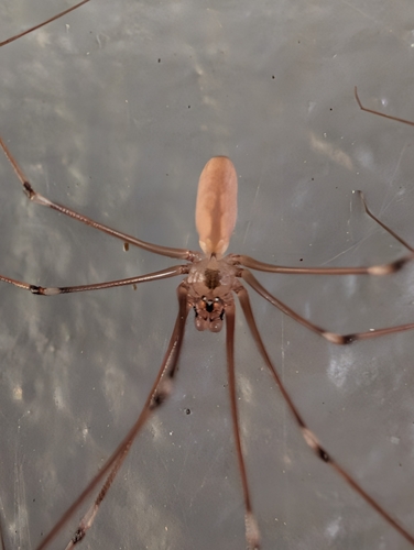 Long-bodied Cellar Spider