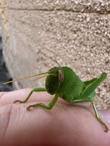 Egyptian Bird Grasshopper