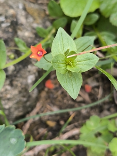 scarlet pimpernel
