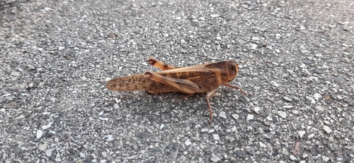 Migratory Locust