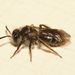 Impunctate Miniature Mining Bee - Photo (c) anonymous, some rights reserved (CC BY)