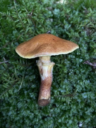 Larch Bolete