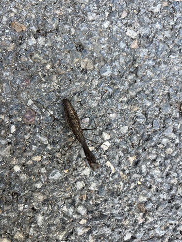 Asian Jumping Mantis