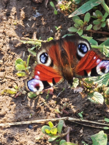 European Peacock Butterfly