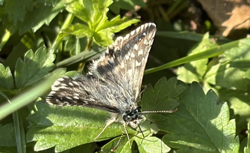 Southern Grizzled Skipper