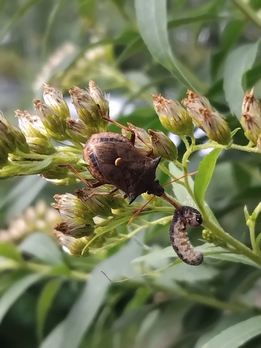 Spiny Shield Bug