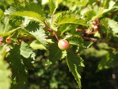 Prunus incisa