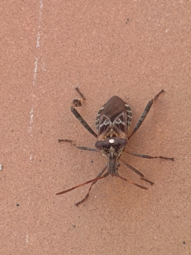 Western Conifer Seed Bug