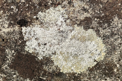 Stonewall Rim Lichen