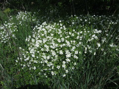 Rabelera holostea