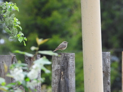 Phoenicurus phoenicurus