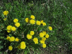 Taraxacum officinale