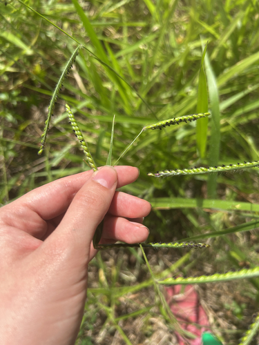 Urochloa eminii observed 2026-09-08