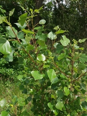Populus nigra