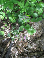 Asarum europaeum