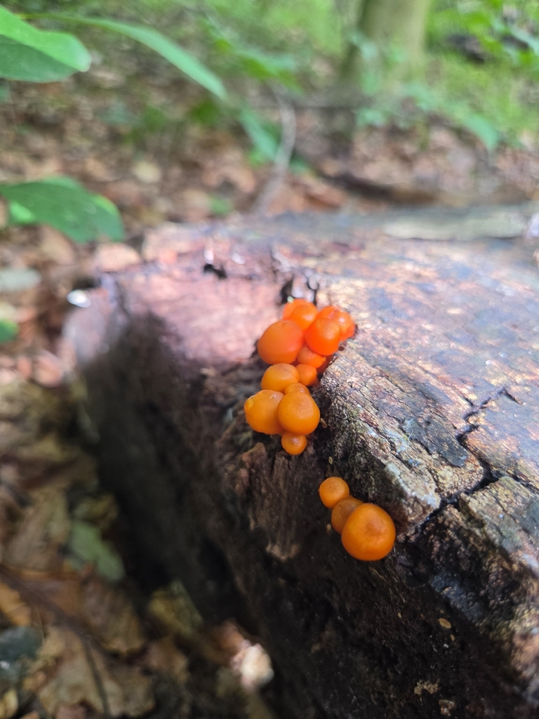 orange mycena · September 2026 · photo: Photo: (c) Kevin Popowich, some rights reserved (CC BY) · iNaturalist