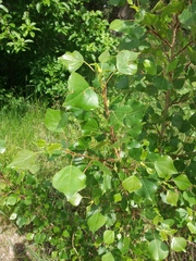 Populus nigra