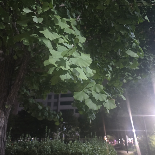 ginkgo