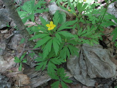 Anemonoides ranunculoides