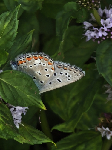 Common Blue