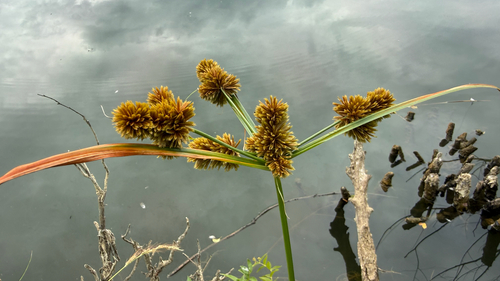 clustered flatsedge