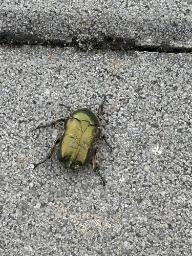 Copper Chafer