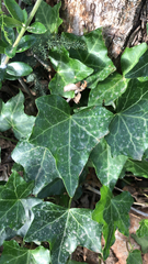 Hedera helix