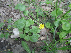 Ficaria verna