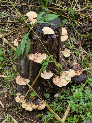 Trametes elegans observed 2026-09-12