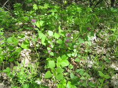 Lamium maculatum