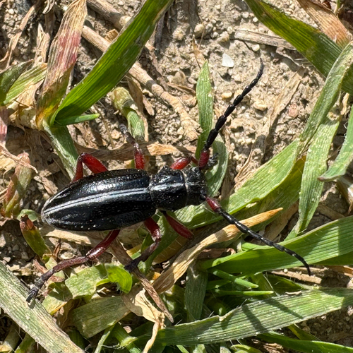 Dorcadion pedestre