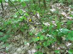 Ranunculus cassubicus