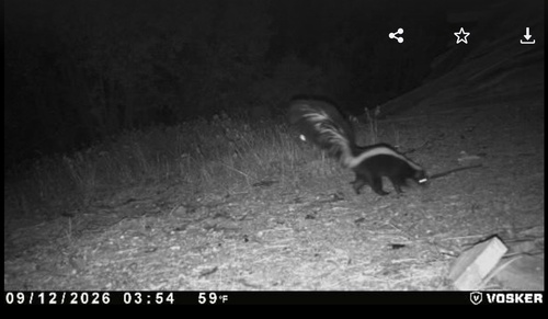 Striped Skunk
