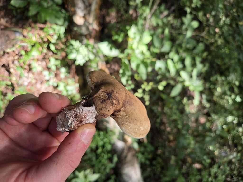 birch polypore · September 2026 · photo: Photo: (c) Kevin Popowich, some rights reserved (CC BY) · iNaturalist
