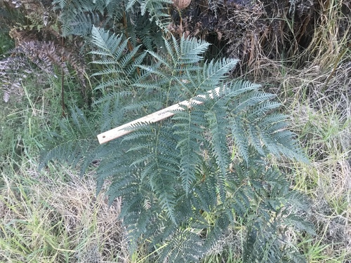 Austral Bracken