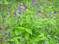 Lathyrus vernus