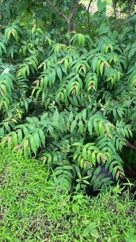 Woodfordia fruticosa observed 2026-09-13