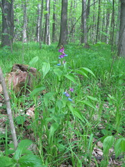 Lathyrus vernus
