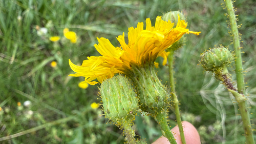 Perennial Sow Thistle