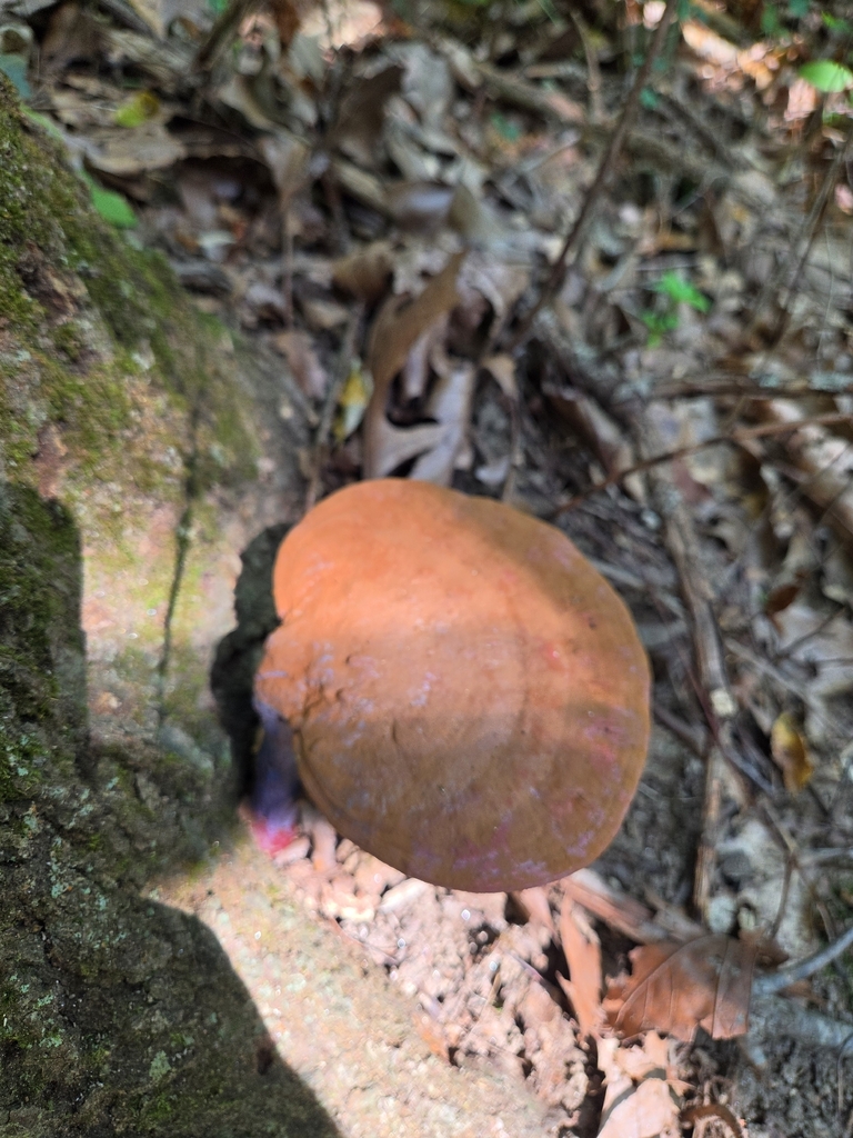 golden reishi · September 2026 · photo: Photo: (c) Kevin Popowich, some rights reserved (CC BY) · iNaturalist