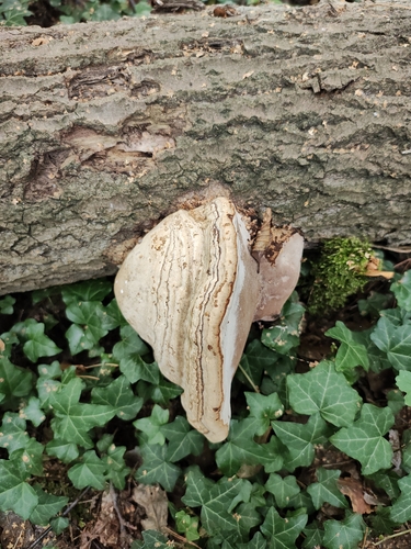 Hoof Fungus